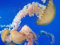 -太平洋海底世界