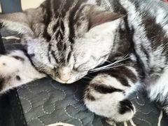 -平行世界·猫咖(首经贸店)