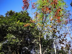 -江西阳明山国家森林公园