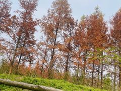 -白鹭湾湿地公园