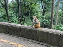 -黔灵山公园