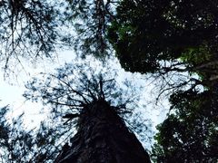 -黄埔油麻山森林公园