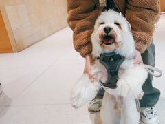 -帕帕拉兹宠物(亚洲旗舰店)