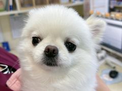 -宠颐生嘉德动物医院