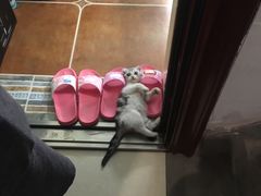 -Bastet sally猫舍购宠(静安店)