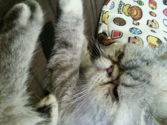 android_upload_pic-喵园·猫主题咖啡厅·撸猫·猫咖(国贸店)