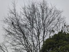 -洋湖国家湿地公园