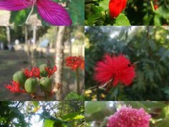 -中国科学院西双版纳热带植物园