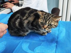 -纳吉亚猫专科动物诊疗中心(蒋宅口分院)