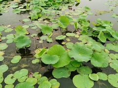 -滆湖低碳生态公园