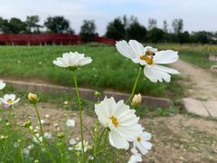 -杭州湾海上花田景区
