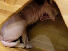 -more than meow吴止猫主题餐厅(承德 中船汇店)