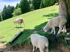 -神户市立六甲山牧场