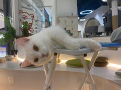 -COLOR PETS 撸猫馆·购猫·猫咖(长风大悦城店)
