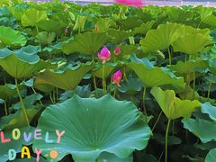 -莲花池公园