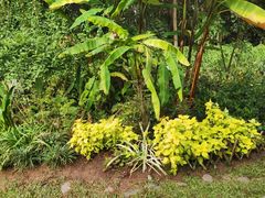 -中国科学院西双版纳热带植物园