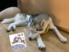 -Husky Go! 哈士奇体验馆·宠物咖啡厅狗咖