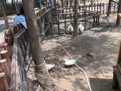 -荷兰花海