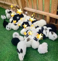 -萌宠亲子动物乐园(槐房万达店)