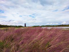 -春花秋色城市公园