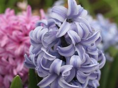 -上海鲜花港