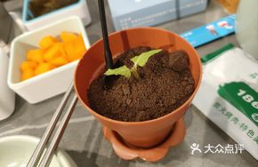 Yogurt Plant Pot