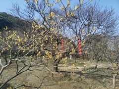 -无锡梅园公园