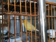 面包甜点陈列柜-王虎子大饼(甸柳新村五区店)