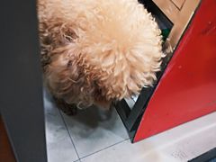 -春苗炸鸡
