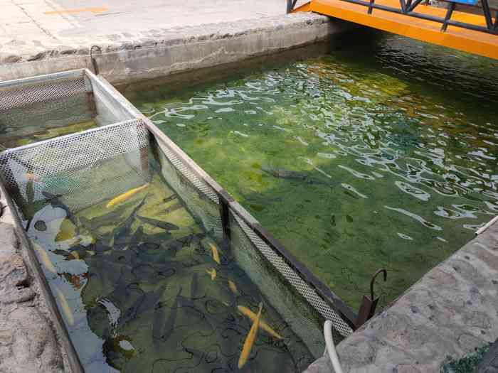 爆汆鱼很入味花椒芽儿也很不错