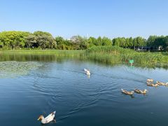 -金银湖国家城市湿地公园