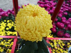 -上海市龙华烈士陵园