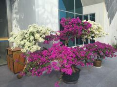 -红色娘子军纪念园