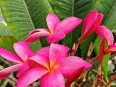 -北京植物园-展览温室