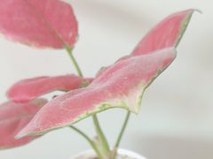 -楚氏正骨推拿按摩院(九水东路店)