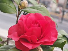 -麦当劳(光新乐购店)