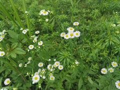 -西北湖绿化广场