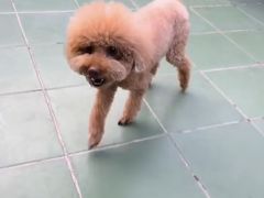 -北京观赏动物医院·24小时大型综合·猫专科·异宠专科