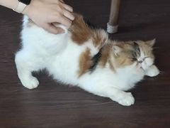 -猫岛主趣味餐厅(鼓浪屿店)