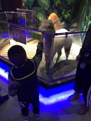 -未来动物城动物主题公园(大悦城店)