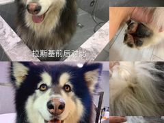 -悠尼宠物·独立低压伊珊娜洗护·美容·寄养(兰谷路店)