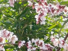 -桃花堤公园