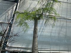 -南山植物园