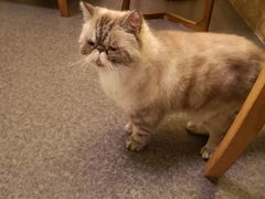 -猫色咖啡·猫咖