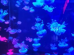 -梦幻海洋王国(吾悦广场张家港店)