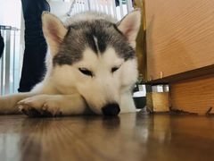 -Husky Go! 哈士奇体验馆·宠物咖啡厅狗咖