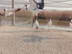 -盐城丹顶鹤湿地生态旅游区