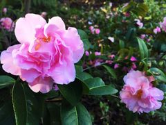 -墨尔本皇家植物园