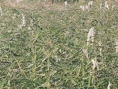 -东钱湖阳光沙滩