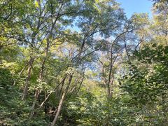 -北京西山国家森林公园